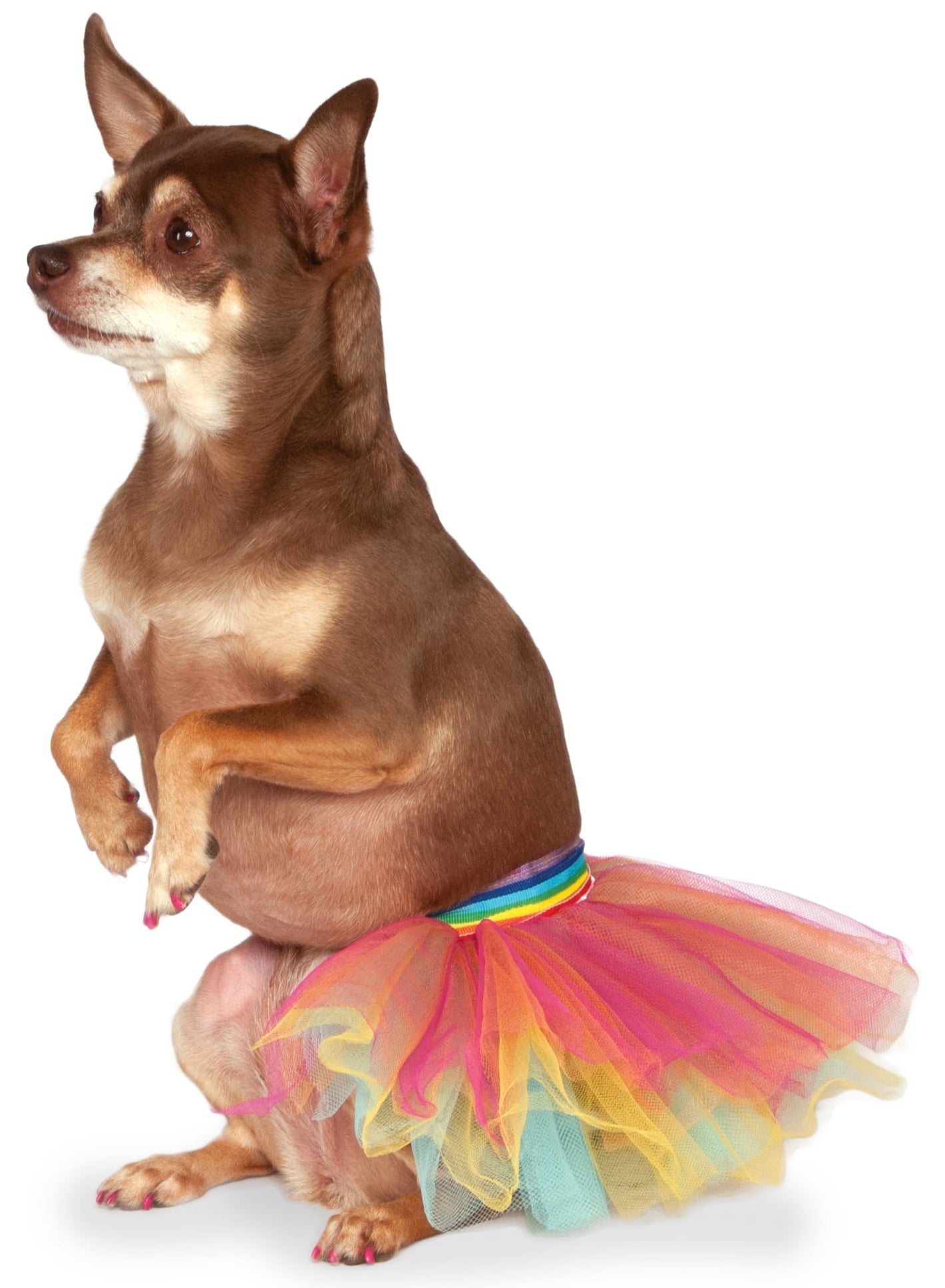 Rainbow Pet Tutu