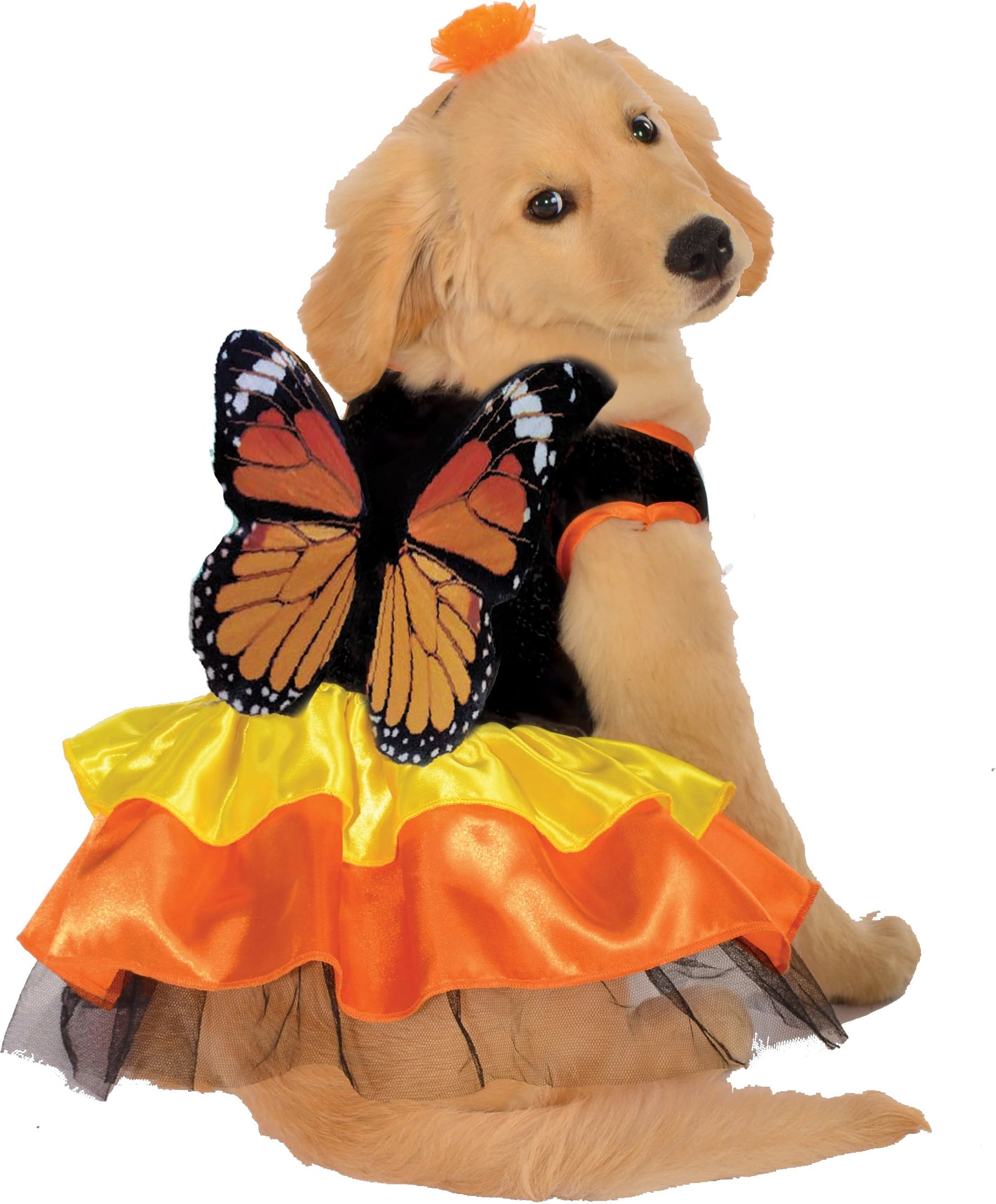 Butterfly Dog Costume