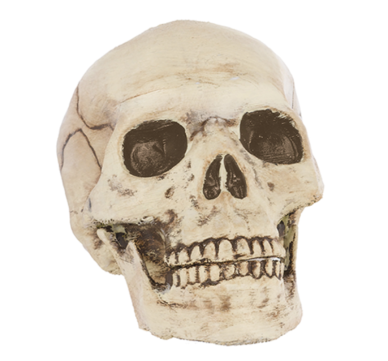 Halloween Jointed Mouth Plastic Skull